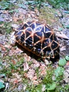 庭を散歩中、、