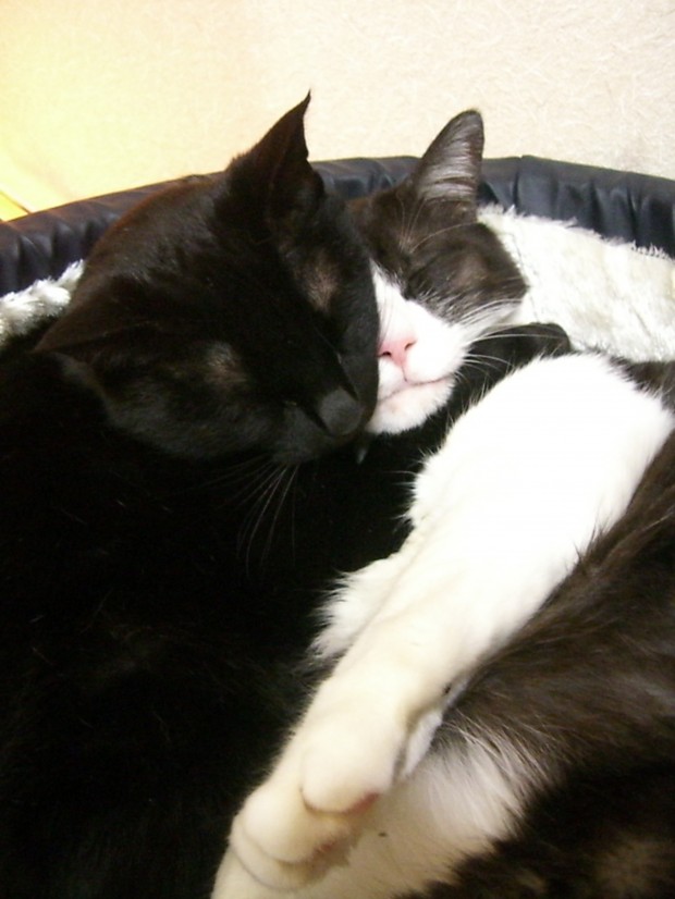 首に手をまわして、、