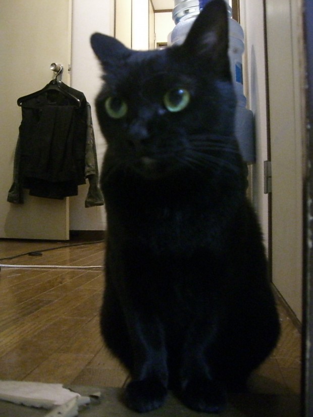 見事に全身真っ黒！