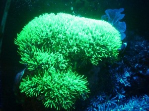 蛍光黄緑の芝生