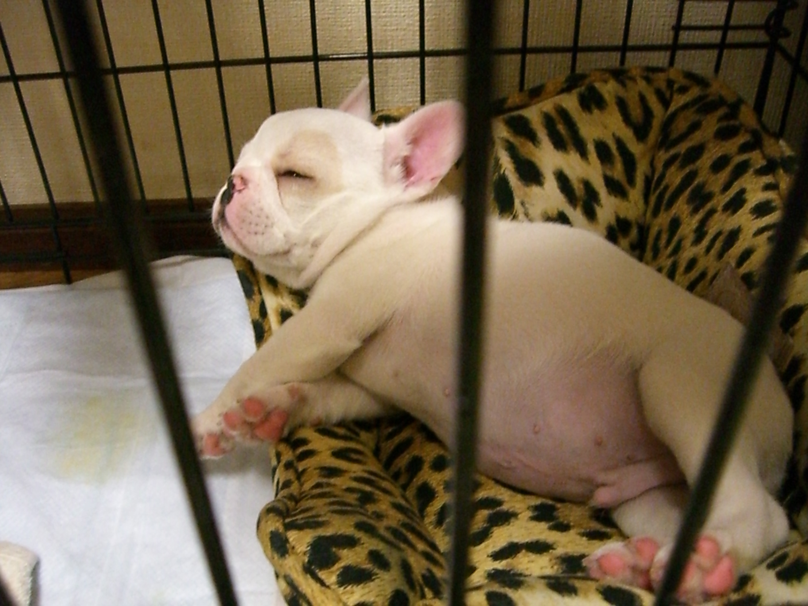 コブタみたい♪