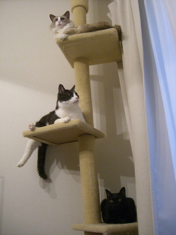 レアショット！