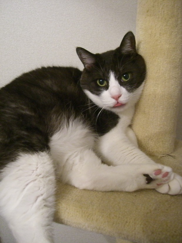 首だけ合成みたい??