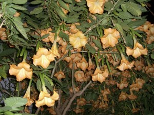 強烈な匂いです！