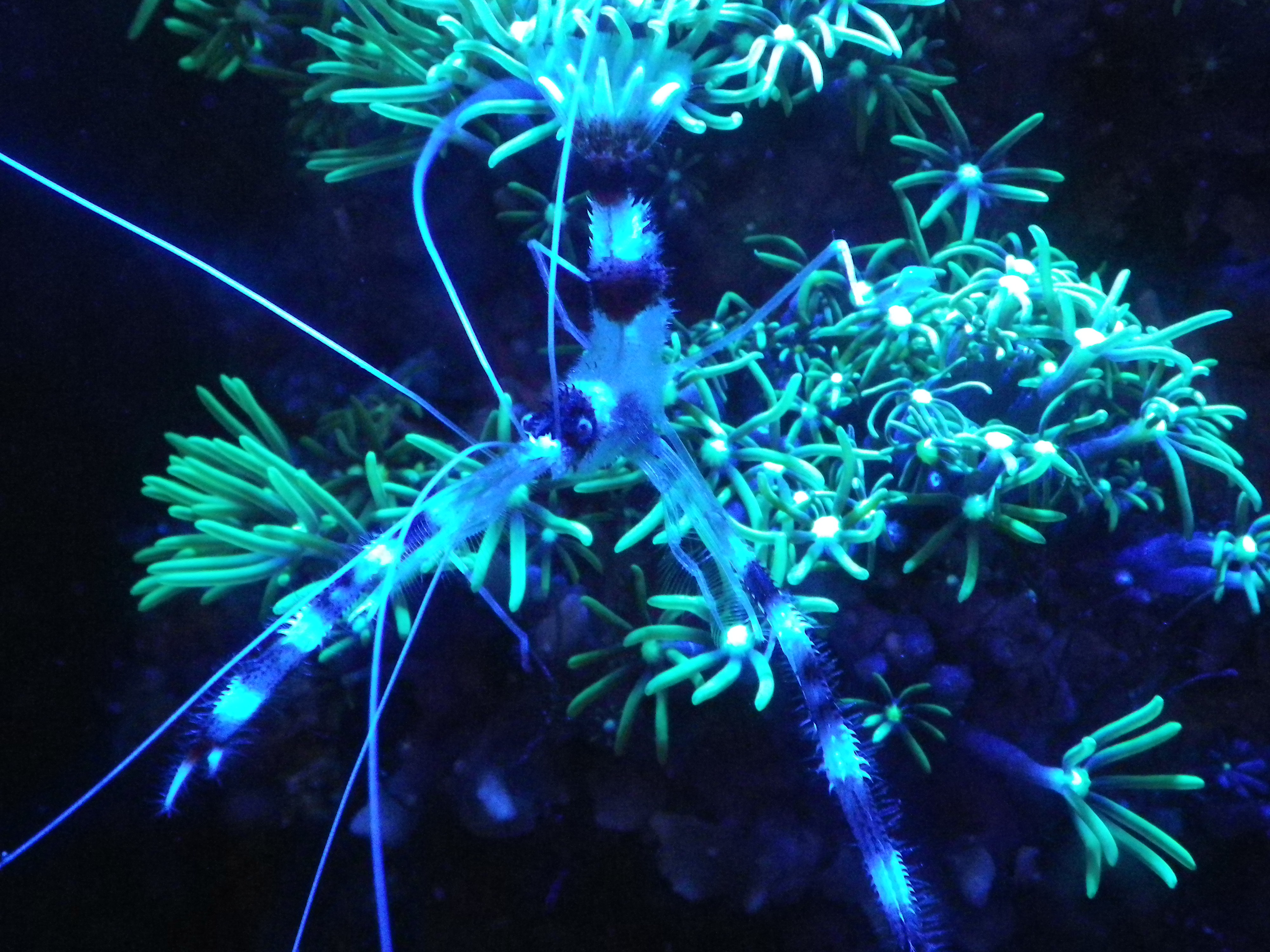  体が透き通っている、、