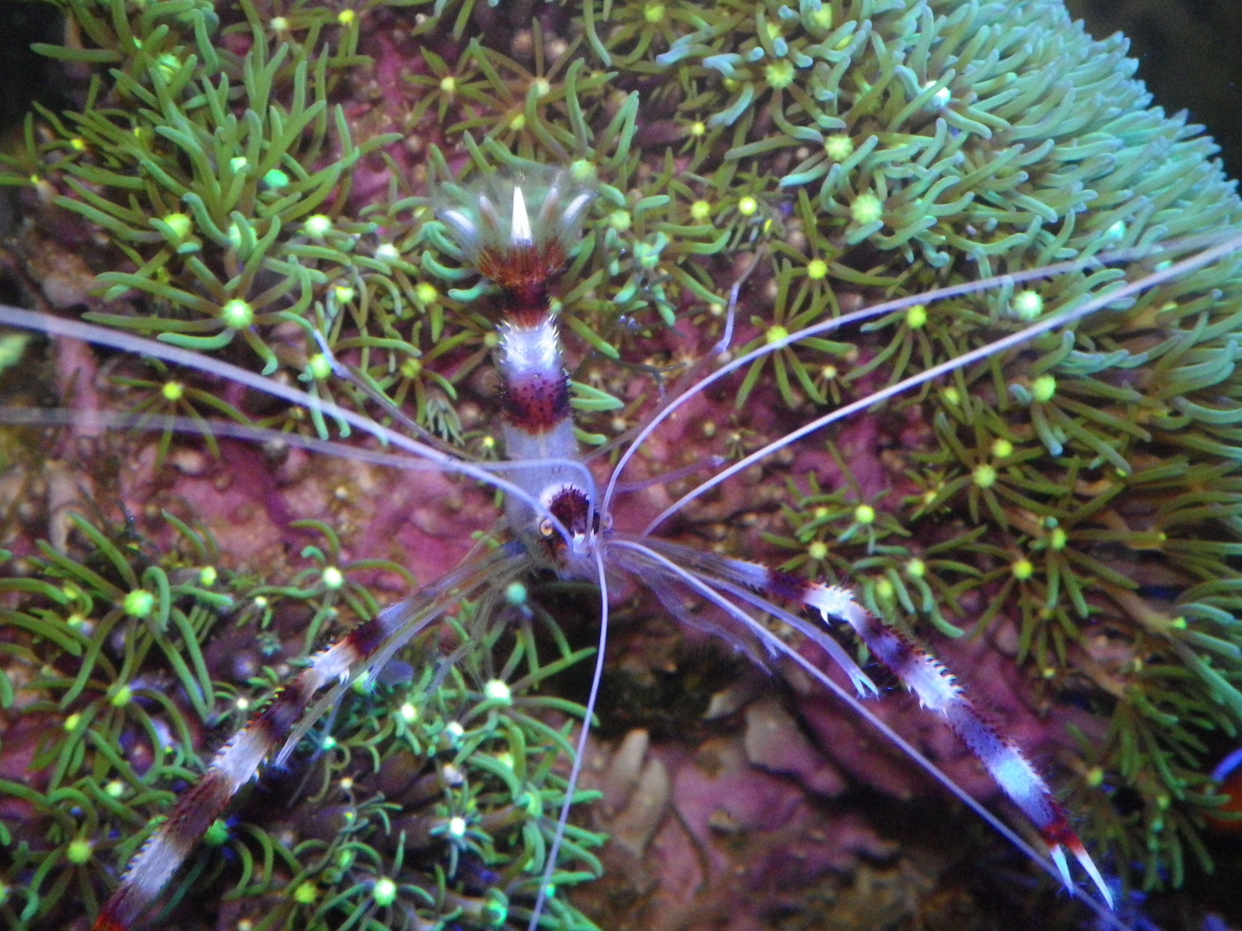 おめでたい配色....