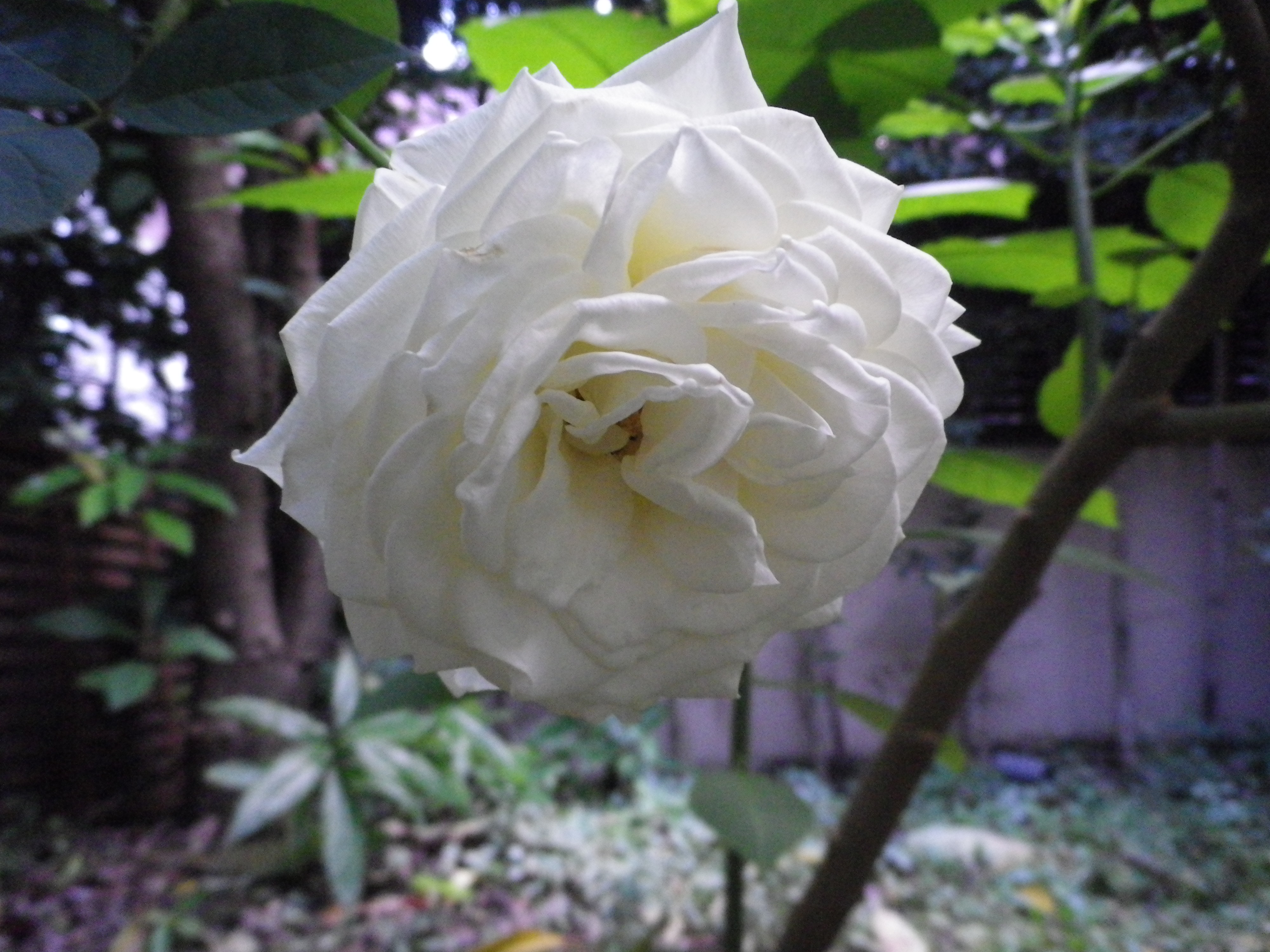 バラに勝る物はなし！