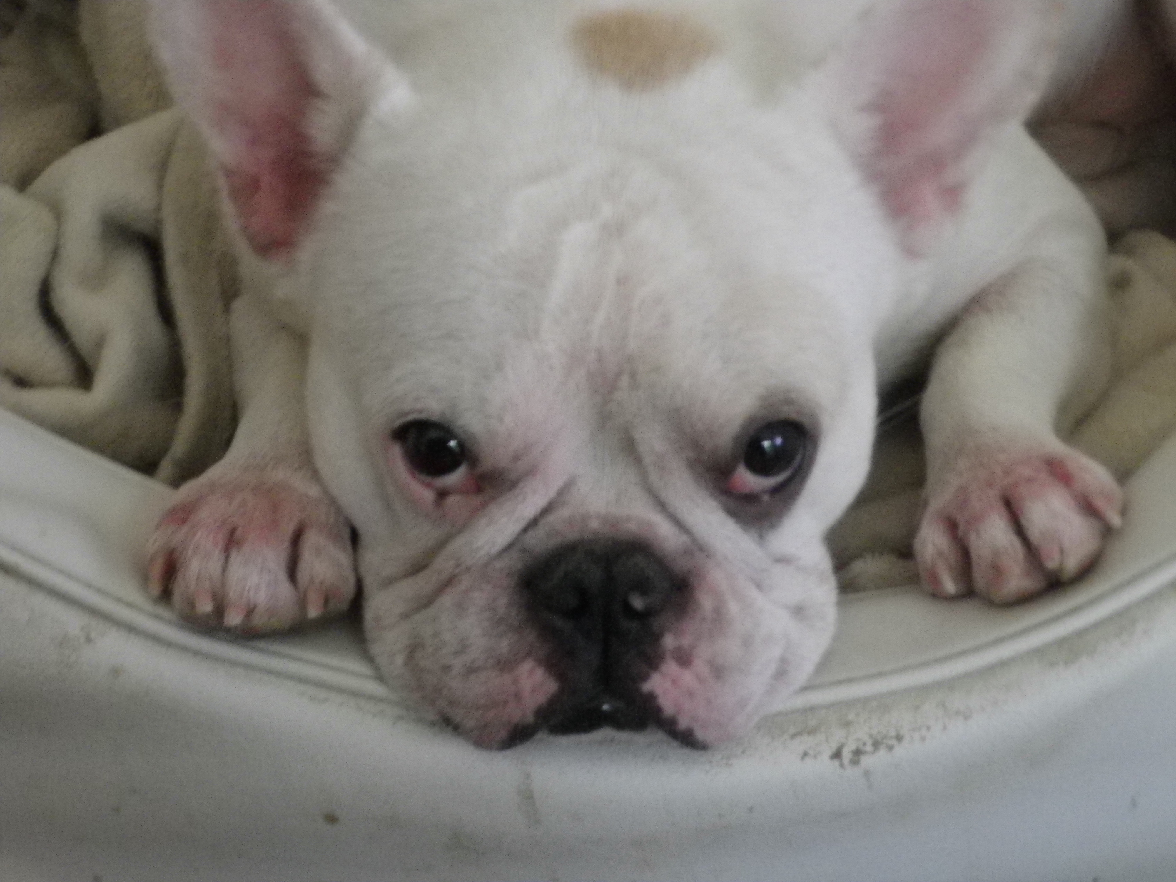 これでもか！の上目使い。