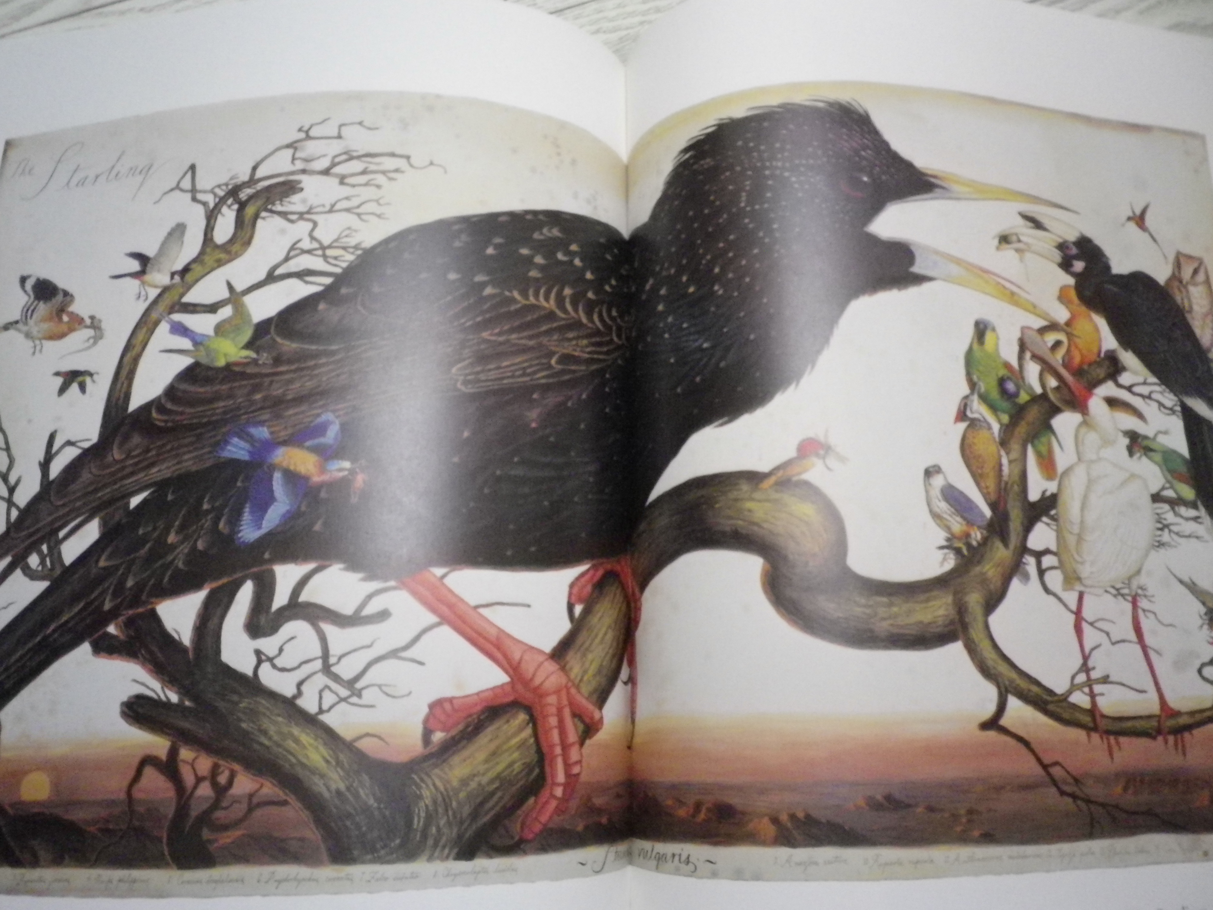 鳥モチーフって魅かれるな〜