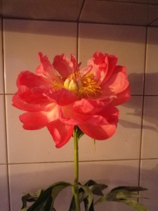 自然のものとは思えない迫力！