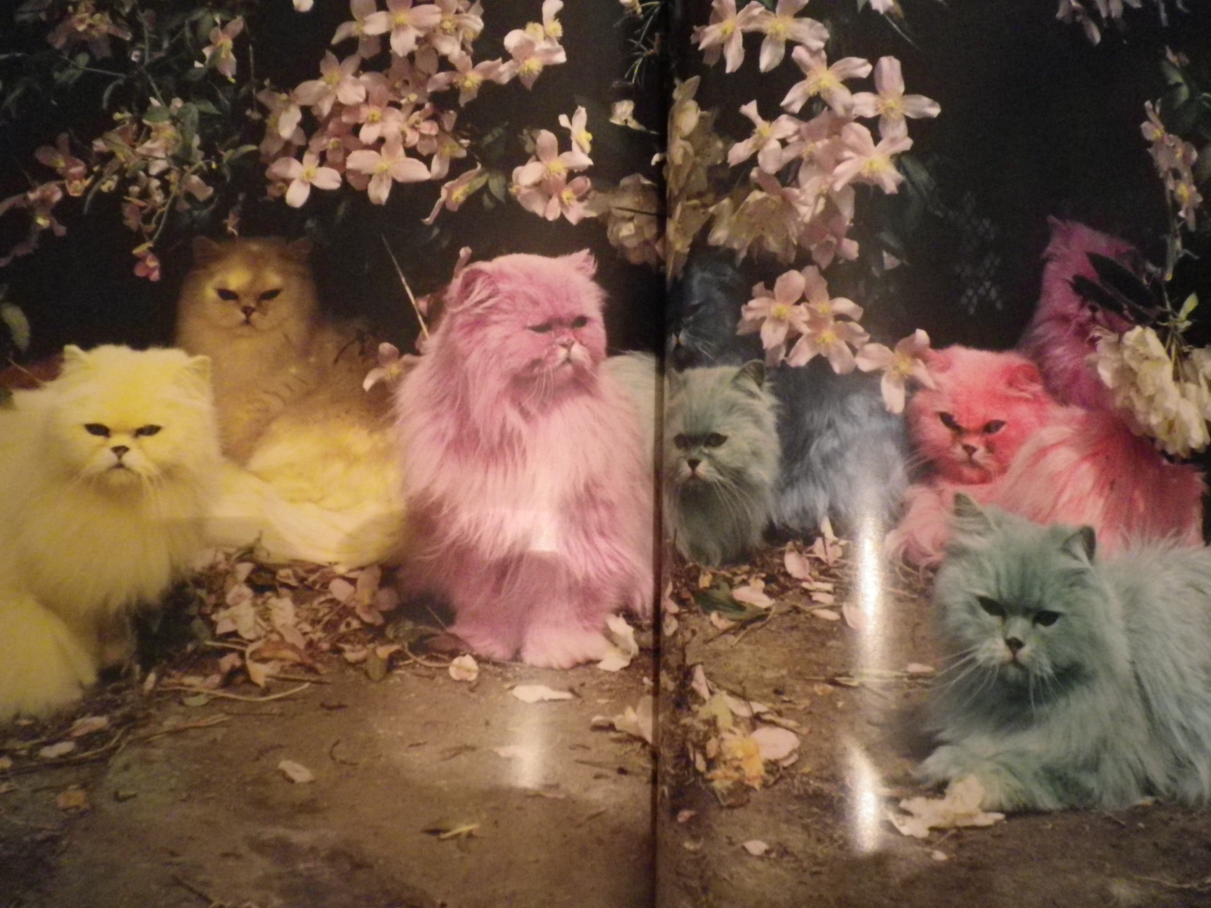 猫もカラフルに〜！