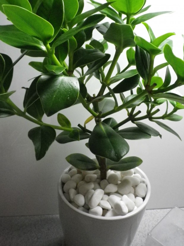 明るい緑が気分も良くする！