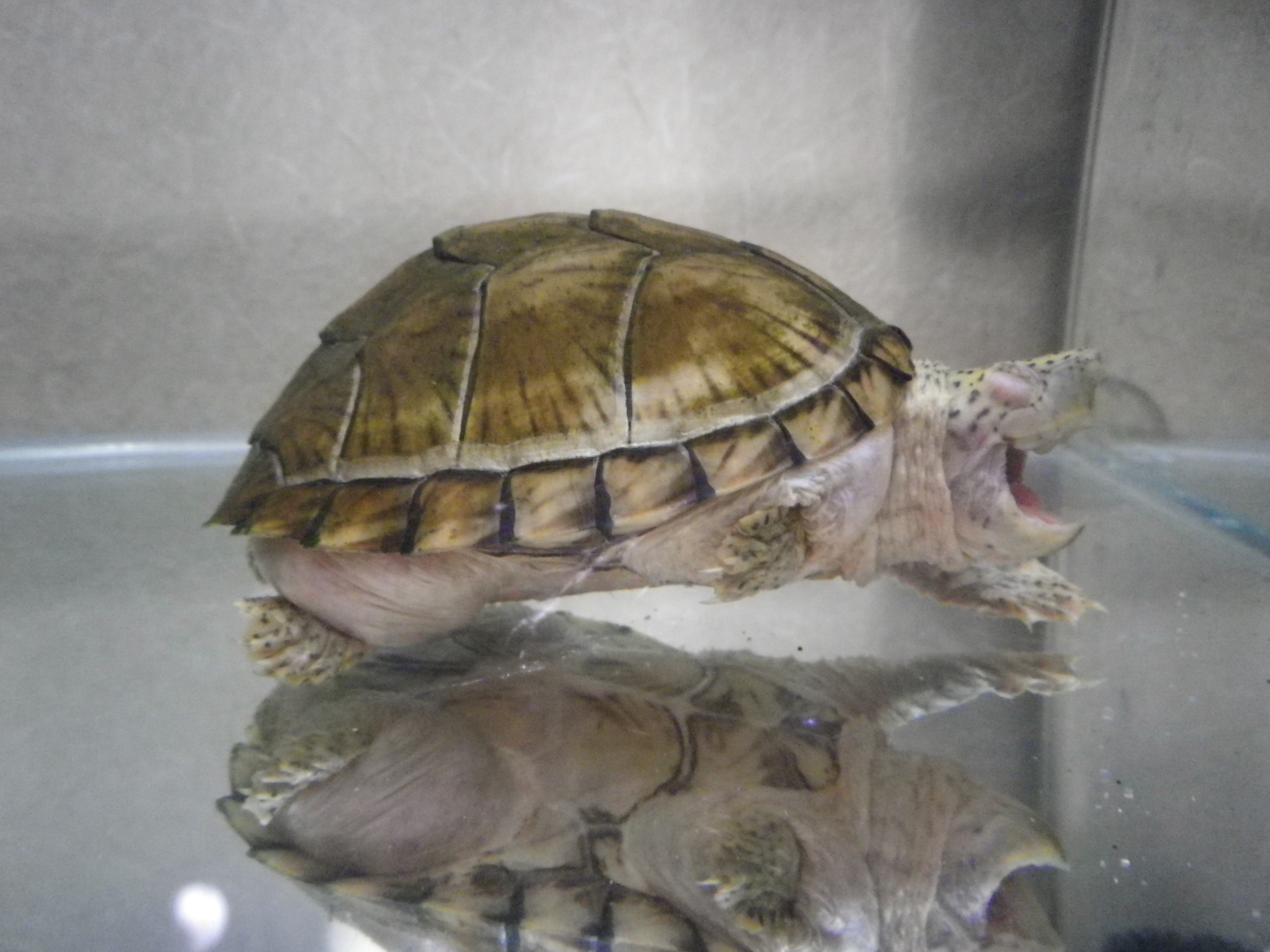 ちょいこわっ!!!