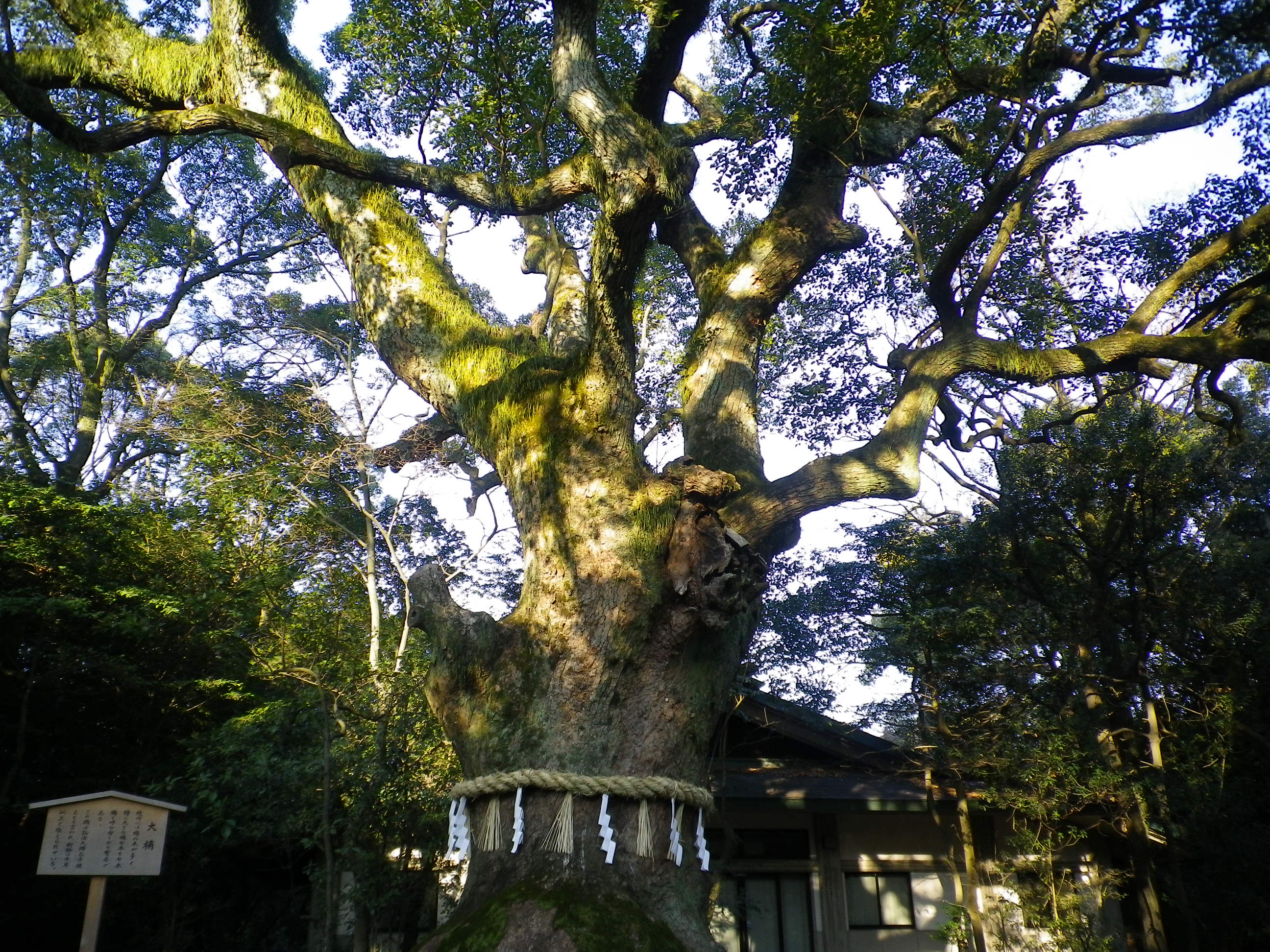 立派立派立派,,,,,,,,!!!