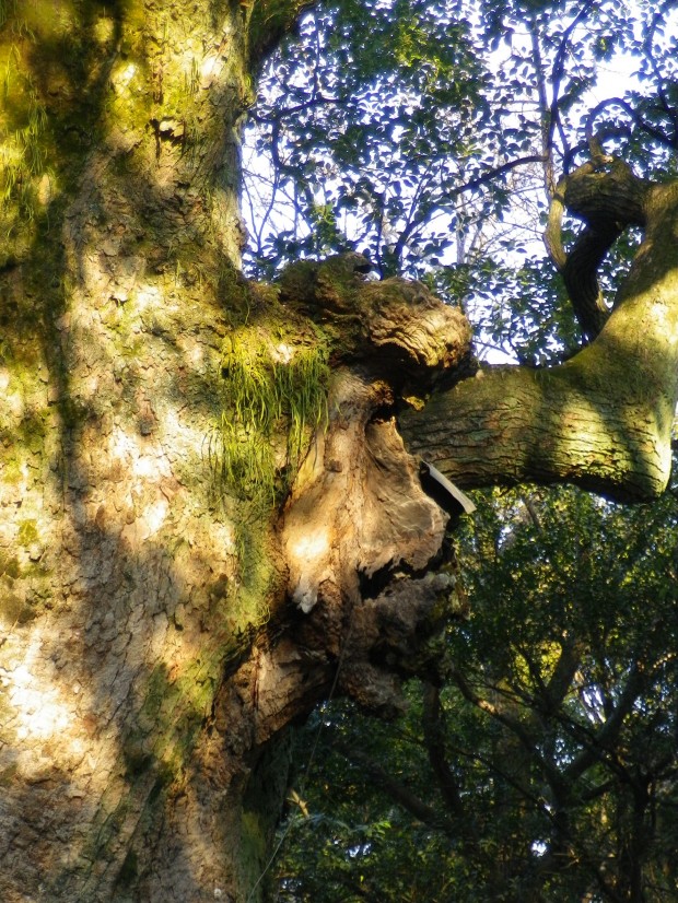 ちょっとディズニー入ってる??