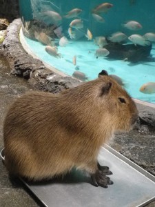 このフォルム!!!ヤバいっす。。