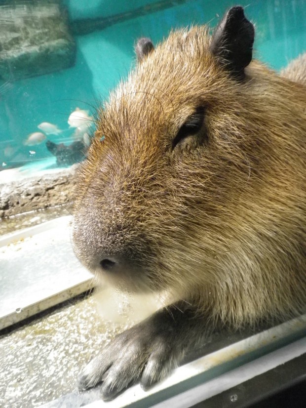 極上の癒し系..