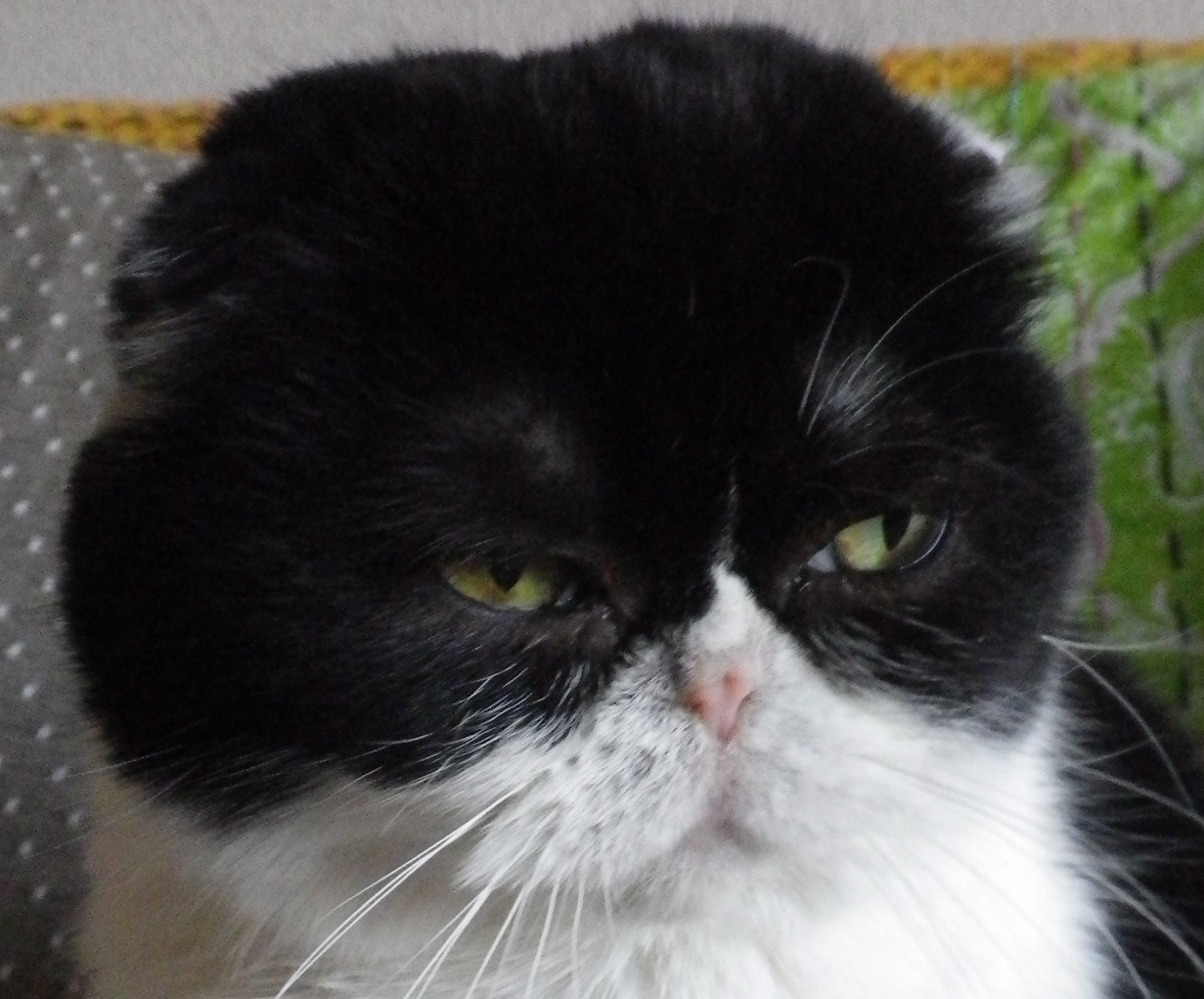 耳が小さいから横長に見える顔,, 耳が小さいから横長に見える顔,,