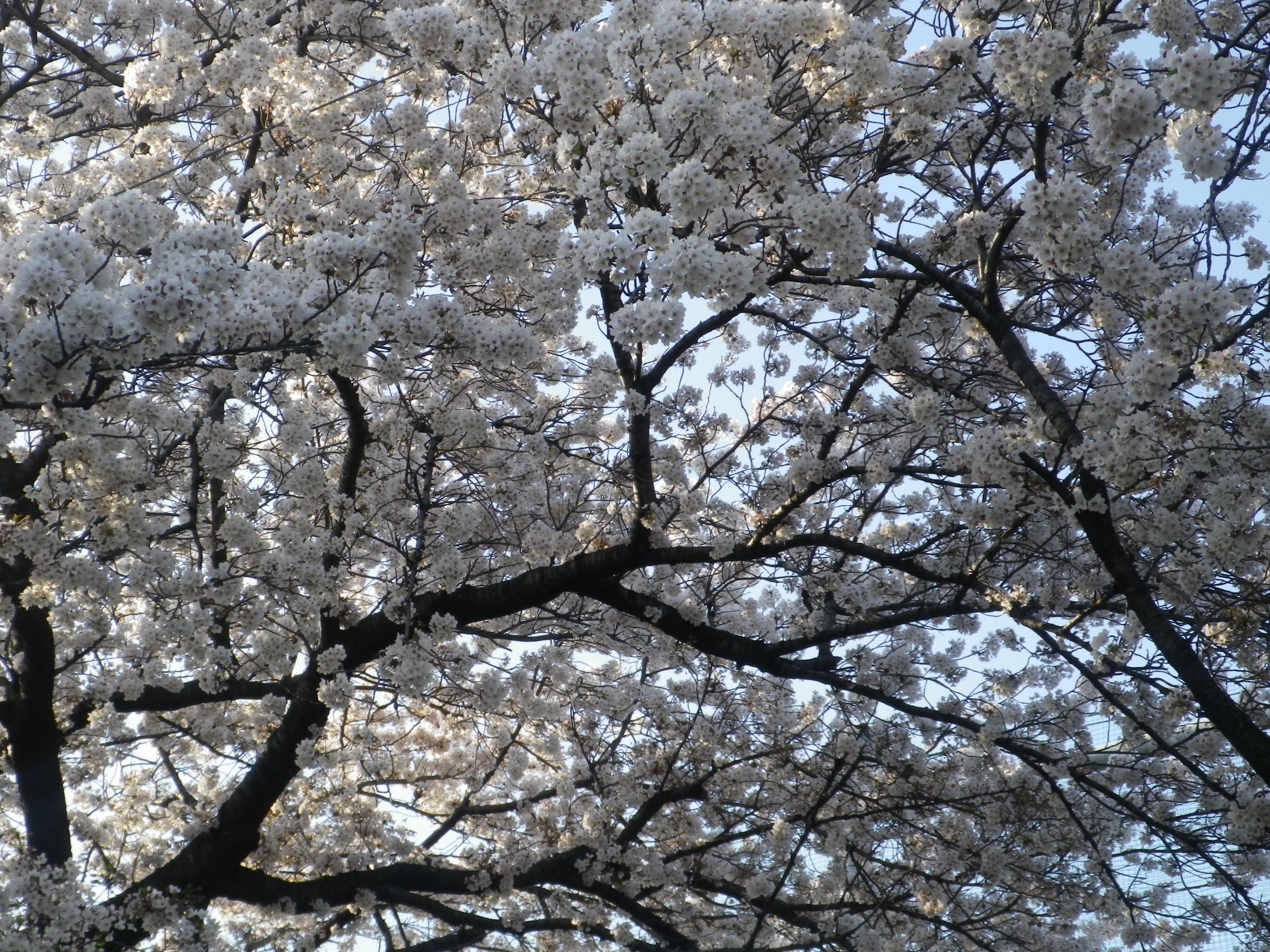 ゴッホの「チェリーブロッサム」の様.......